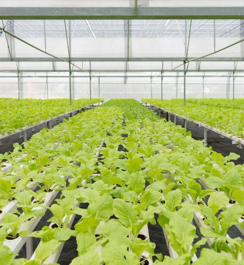 {"type":"elementor","siteurl":"https://agricolavillarta.es/wp-json/","elements":[{"id":"5f5fd825","elType":"widget","isInner":false,"isLocked":false,"settings":{"title":"Preparación del Terreno","header_size":"h6","__globals__":{"title_color":"globals/colors?id=primary","typography_typography":"globals/typography?id=9fa221a"},"link":{"url":"","is_external":"","nofollow":"","custom_attributes":""},"size":"default","align":"","align_tablet":"","align_mobile":"","typography_typography":"","typography_font_family":"","typography_font_size":{"unit":"px","size":"","sizes":[]},"typography_font_size_tablet":{"unit":"px","size":"","sizes":[]},"typography_font_size_mobile":{"unit":"px","size":"","sizes":[]},"typography_font_weight":"","typography_text_transform":"","typography_font_style":"","typography_text_decoration":"","typography_line_height":{"unit":"px","size":"","sizes":[]},"typography_line_height_tablet":{"unit":"em","size":"","sizes":[]},"typography_line_height_mobile":{"unit":"em","size":"","sizes":[]},"typography_letter_spacing":{"unit":"px","size":"","sizes":[]},"typography_letter_spacing_tablet":{"unit":"px","size":"","sizes":[]},"typography_letter_spacing_mobile":{"unit":"px","size":"","sizes":[]},"typography_word_spacing":{"unit":"px","size":"","sizes":[]},"typography_word_spacing_tablet":{"unit":"em","size":"","sizes":[]},"typography_word_spacing_mobile":{"unit":"em","size":"","sizes":[]},"text_stroke_text_stroke_type":"","text_stroke_text_stroke":{"unit":"px","size":"","sizes":[]},"text_stroke_text_stroke_tablet":{"unit":"px","size":"","sizes":[]},"text_stroke_text_stroke_mobile":{"unit":"px","size":"","sizes":[]},"text_stroke_stroke_color":"#000","text_shadow_text_shadow_type":"","text_shadow_text_shadow":{"horizontal":0,"vertical":0,"blur":10,"color":"rgba(0,0,0,0.3)"},"blend_mode":"","title_color":"","title_hover_color":"","title_hover_color_transition_duration":{"unit":"s","size":"","sizes":[]},"_title":"","_margin":{"unit":"px","top":"","right":"","bottom":"","left":"","isLinked":true},"_margin_tablet":{"unit":"px","top":"","right":"","bottom":"","left":"","isLinked":true},"_margin_mobile":{"unit":"px","top":"","right":"","bottom":"","left":"","isLinked":true},"_padding":{"unit":"px","top":"","right":"","bottom":"","left":"","isLinked":true},"_padding_tablet":{"unit":"px","top":"","right":"","bottom":"","left":"","isLinked":true},"_padding_mobile":{"unit":"px","top":"","right":"","bottom":"","left":"","isLinked":true},"_element_width":"","_element_width_tablet":"","_element_width_mobile":"","_element_custom_width":{"unit":"%","size":"","sizes":[]},"_element_custom_width_tablet":{"unit":"px","size":"","sizes":[]},"_element_custom_width_mobile":{"unit":"px","size":"","sizes":[]},"_grid_column":"","_grid_column_tablet":"","_grid_column_mobile":"","_grid_column_custom":"","_grid_column_custom_tablet":"","_grid_column_custom_mobile":"","_grid_row":"","_grid_row_tablet":"","_grid_row_mobile":"","_grid_row_custom":"","_grid_row_custom_tablet":"","_grid_row_custom_mobile":"","_flex_align_self":"","_flex_align_self_tablet":"","_flex_align_self_mobile":"","_flex_order":"","_flex_order_tablet":"","_flex_order_mobile":"","_flex_order_custom":"","_flex_order_custom_tablet":"","_flex_order_custom_mobile":"","_flex_size":"","_flex_size_tablet":"","_flex_size_mobile":"","_flex_grow":1,"_flex_grow_tablet":"","_flex_grow_mobile":"","_flex_shrink":1,"_flex_shrink_tablet":"","_flex_shrink_mobile":"","_element_vertical_align":"","_element_vertical_align_tablet":"","_element_vertical_align_mobile":"","_position":"","_offset_orientation_h":"start","_offset_x":{"unit":"px","size":0,"sizes":[]},"_offset_x_tablet":{"unit":"px","size":"","sizes":[]},"_offset_x_mobile":{"unit":"px","size":"","sizes":[]},"_offset_x_end":{"unit":"px","size":0,"sizes":[]},"_offset_x_end_tablet":{"unit":"px","size":"","sizes":[]},"_offset_x_end_mobile":{"unit":"px","size":"","sizes":[]},"_offset_orientation_v":"start","_offset_y":{"unit":"px","size":0,"sizes":[]},"_offset_y_tablet":{"unit":"px","size":"","sizes":[]},"_offset_y_mobile":{"unit":"px","size":"","sizes":[]},"_offset_y_end":{"unit":"px","size":0,"sizes":[]},"_offset_y_end_tablet":{"unit":"px","size":"","sizes":[]},"_offset_y_end_mobile":{"unit":"px","size":"","sizes":[]},"_z_index":"","_z_index_tablet":"","_z_index_mobile":"","_element_id":"","_css_classes":"","e_display_conditions":"","_element_cache":"","motion_fx_motion_fx_scrolling":"","motion_fx_translateY_effect":"","motion_fx_translateY_direction":"","motion_fx_translateY_speed":{"unit":"px","size":4,"sizes":[]},"motion_fx_translateY_affectedRange":{"unit":"%","size":"","sizes":{"start":0,"end":100}},"motion_fx_translateX_effect":"","motion_fx_translateX_direction":"","motion_fx_translateX_speed":{"unit":"px","size":4,"sizes":[]},"motion_fx_translateX_affectedRange":{"unit":"%","size":"","sizes":{"start":0,"end":100}},"motion_fx_opacity_effect":"","motion_fx_opacity_direction":"out-in","motion_fx_opacity_level":{"unit":"px","size":10,"sizes":[]},"motion_fx_opacity_range":{"unit":"%","size":"","sizes":{"start":20,"end":80}},"motion_fx_blur_effect":"","motion_fx_blur_direction":"out-in","motion_fx_blur_level":{"unit":"px","size":7,"sizes":[]},"motion_fx_blur_range":{"unit":"%","size":"","sizes":{"start":20,"end":80}},"motion_fx_rotateZ_effect":"","motion_fx_rotateZ_direction":"","motion_fx_rotateZ_speed":{"unit":"px","size":1,"sizes":[]},"motion_fx_rotateZ_affectedRange":{"unit":"%","size":"","sizes":{"start":0,"end":100}},"motion_fx_scale_effect":"","motion_fx_scale_direction":"out-in","motion_fx_scale_speed":{"unit":"px","size":4,"sizes":[]},"motion_fx_scale_range":{"unit":"%","size":"","sizes":{"start":20,"end":80}},"motion_fx_transform_origin_x":"center","motion_fx_transform_origin_y":"center","motion_fx_devices":["desktop","tablet","mobile"],"motion_fx_range":"","motion_fx_motion_fx_mouse":"","motion_fx_mouseTrack_effect":"","motion_fx_mouseTrack_direction":"","motion_fx_mouseTrack_speed":{"unit":"px","size":1,"sizes":[]},"motion_fx_tilt_effect":"","motion_fx_tilt_direction":"","motion_fx_tilt_speed":{"unit":"px","size":4,"sizes":[]},"handle_motion_fx_asset_loading":"","sticky":"","sticky_on":["desktop","tablet","mobile"],"sticky_offset":0,"sticky_offset_tablet":"","sticky_offset_mobile":"","sticky_effects_offset":0,"sticky_effects_offset_tablet":"","sticky_effects_offset_mobile":"","sticky_anchor_link_offset":0,"sticky_anchor_link_offset_tablet":"","sticky_anchor_link_offset_mobile":"","sticky_parent":"","_animation":"","_animation_tablet":"","_animation_mobile":"","animation_duration":"","_animation_delay":"","_transform_rotate_popover":"","_transform_rotateZ_effect":{"unit":"px","size":"","sizes":[]},"_transform_rotateZ_effect_tablet":{"unit":"deg","size":"","sizes":[]},"_transform_rotateZ_effect_mobile":{"unit":"deg","size":"","sizes":[]},"_transform_rotate_3d":"","_transform_rotateX_effect":{"unit":"px","size":"","sizes":[]},"_transform_rotateX_effect_tablet":{"unit":"deg","size":"","sizes":[]},"_transform_rotateX_effect_mobile":{"unit":"deg","size":"","sizes":[]},"_transform_rotateY_effect":{"unit":"px","size":"","sizes":[]},"_transform_rotateY_effect_tablet":{"unit":"deg","size":"","sizes":[]},"_transform_rotateY_effect_mobile":{"unit":"deg","size":"","sizes":[]},"_transform_perspective_effect":{"unit":"px","size":"","sizes":[]},"_transform_perspective_effect_tablet":{"unit":"px","size":"","sizes":[]},"_transform_perspective_effect_mobile":{"unit":"px","size":"","sizes":[]},"_transform_translate_popover":"","_transform_translateX_effect":{"unit":"px","size":"","sizes":[]},"_transform_translateX_effect_tablet":{"unit":"px","size":"","sizes":[]},"_transform_translateX_effect_mobile":{"unit":"px","size":"","sizes":[]},"_transform_translateY_effect":{"unit":"px","size":"","sizes":[]},"_transform_translateY_effect_tablet":{"unit":"px","size":"","sizes":[]},"_transform_translateY_effect_mobile":{"unit":"px","size":"","sizes":[]},"_transform_scale_popover":"","_transform_keep_proportions":"yes","_transform_scale_effect":{"unit":"px","size":"","sizes":[]},"_transform_scale_effect_tablet":{"unit":"px","size":"","sizes":[]},"_transform_scale_effect_mobile":{"unit":"px","size":"","sizes":[]},"_transform_scaleX_effect":{"unit":"px","size":"","sizes":[]},"_transform_scaleX_effect_tablet":{"unit":"px","size":"","sizes":[]},"_transform_scaleX_effect_mobile":{"unit":"px","size":"","sizes":[]},"_transform_scaleY_effect":{"unit":"px","size":"","sizes":[]},"_transform_scaleY_effect_tablet":{"unit":"px","size":"","sizes":[]},"_transform_scaleY_effect_mobile":{"unit":"px","size":"","sizes":[]},"_transform_skew_popover":"","_transform_skewX_effect":{"unit":"px","size":"","sizes":[]},"_transform_skewX_effect_tablet":{"unit":"deg","size":"","sizes":[]},"_transform_skewX_effect_mobile":{"unit":"deg","size":"","sizes":[]},"_transform_skewY_effect":{"unit":"px","size":"","sizes":[]},"_transform_skewY_effect_tablet":{"unit":"deg","size":"","sizes":[]},"_transform_skewY_effect_mobile":{"unit":"deg","size":"","sizes":[]},"_transform_flipX_effect":"","_transform_flipY_effect":"","_transform_rotate_popover_hover":"","_transform_rotateZ_effect_hover":{"unit":"px","size":"","sizes":[]},"_transform_rotateZ_effect_hover_tablet":{"unit":"deg","size":"","sizes":[]},"_transform_rotateZ_effect_hover_mobile":{"unit":"deg","size":"","sizes":[]},"_transform_rotate_3d_hover":"","_transform_rotateX_effect_hover":{"unit":"px","size":"","sizes":[]},"_transform_rotateX_effect_hover_tablet":{"unit":"deg","size":"","sizes":[]},"_transform_rotateX_effect_hover_mobile":{"unit":"deg","size":"","sizes":[]},"_transform_rotateY_effect_hover":{"unit":"px","size":"","sizes":[]},"_transform_rotateY_effect_hover_tablet":{"unit":"deg","size":"","sizes":[]},"_transform_rotateY_effect_hover_mobile":{"unit":"deg","size":"","sizes":[]},"_transform_perspective_effect_hover":{"unit":"px","size":"","sizes":[]},"_transform_perspective_effect_hover_tablet":{"unit":"px","size":"","sizes":[]},"_transform_perspective_effect_hover_mobile":{"unit":"px","size":"","sizes":[]},"_transform_translate_popover_hover":"","_transform_translateX_effect_hover":{"unit":"px","size":"","sizes":[]},"_transform_translateX_effect_hover_tablet":{"unit":"px","size":"","sizes":[]},"_transform_translateX_effect_hover_mobile":{"unit":"px","size":"","sizes":[]},"_transform_translateY_effect_hover":{"unit":"px","size":"","sizes":[]},"_transform_translateY_effect_hover_tablet":{"unit":"px","size":"","sizes":[]},"_transform_translateY_effect_hover_mobile":{"unit":"px","size":"","sizes":[]},"_transform_scale_popover_hover":"","_transform_keep_proportions_hover":"yes","_transform_scale_effect_hover":{"unit":"px","size":"","sizes":[]},"_transform_scale_effect_hover_tablet":{"unit":"px","size":"","sizes":[]},"_transform_scale_effect_hover_mobile":{"unit":"px","size":"","sizes":[]},"_transform_scaleX_effect_hover":{"unit":"px","size":"","sizes":[]},"_transform_scaleX_effect_hover_tablet":{"unit":"px","size":"","sizes":[]},"_transform_scaleX_effect_hover_mobile":{"unit":"px","size":"","sizes":[]},"_transform_scaleY_effect_hover":{"unit":"px","size":"","sizes":[]},"_transform_scaleY_effect_hover_tablet":{"unit":"px","size":"","sizes":[]},"_transform_scaleY_effect_hover_mobile":{"unit":"px","size":"","sizes":[]},"_transform_skew_popover_hover":"","_transform_skewX_effect_hover":{"unit":"px","size":"","sizes":[]},"_transform_skewX_effect_hover_tablet":{"unit":"deg","size":"","sizes":[]},"_transform_skewX_effect_hover_mobile":{"unit":"deg","size":"","sizes":[]},"_transform_skewY_effect_hover":{"unit":"px","size":"","sizes":[]},"_transform_skewY_effect_hover_tablet":{"unit":"deg","size":"","sizes":[]},"_transform_skewY_effect_hover_mobile":{"unit":"deg","size":"","sizes":[]},"_transform_flipX_effect_hover":"","_transform_flipY_effect_hover":"","_transform_transition_hover":{"unit":"px","size":"","sizes":[]},"motion_fx_transform_x_anchor_point":"","motion_fx_transform_x_anchor_point_tablet":"","motion_fx_transform_x_anchor_point_mobile":"","motion_fx_transform_y_anchor_point":"","motion_fx_transform_y_anchor_point_tablet":"","motion_fx_transform_y_anchor_point_mobile":"","_background_background":"","_background_color":"","_background_color_stop":{"unit":"%","size":0,"sizes":[]},"_background_color_stop_tablet":{"unit":"%"},"_background_color_stop_mobile":{"unit":"%"},"_background_color_b":"#f2295b","_background_color_b_stop":{"unit":"%","size":100,"sizes":[]},"_background_color_b_stop_tablet":{"unit":"%"},"_background_color_b_stop_mobile":{"unit":"%"},"_background_gradient_type":"linear","_background_gradient_angle":{"unit":"deg","size":180,"sizes":[]},"_background_gradient_angle_tablet":{"unit":"deg"},"_background_gradient_angle_mobile":{"unit":"deg"},"_background_gradient_position":"center center","_background_gradient_position_tablet":"","_background_gradient_position_mobile":"","_background_image":{"url":"","id":"","size":""},"_background_image_tablet":{"url":"","id":"","size":""},"_background_image_mobile":{"url":"","id":"","size":""},"_background_position":"","_background_position_tablet":"","_background_position_mobile":"","_background_xpos":{"unit":"px","size":0,"sizes":[]},"_background_xpos_tablet":{"unit":"px","size":0,"sizes":[]},"_background_xpos_mobile":{"unit":"px","size":0,"sizes":[]},"_background_ypos":{"unit":"px","size":0,"sizes":[]},"_background_ypos_tablet":{"unit":"px","size":0,"sizes":[]},"_background_ypos_mobile":{"unit":"px","size":0,"sizes":[]},"_background_attachment":"","_background_repeat":"","_background_repeat_tablet":"","_background_repeat_mobile":"","_background_size":"","_background_size_tablet":"","_background_size_mobile":"","_background_bg_width":{"unit":"%","size":100,"sizes":[]},"_background_bg_width_tablet":{"unit":"px","size":"","sizes":[]},"_background_bg_width_mobile":{"unit":"px","size":"","sizes":[]},"_background_video_link":"","_background_video_start":"","_background_video_end":"","_background_play_once":"","_background_play_on_mobile":"","_background_privacy_mode":"","_background_video_fallback":{"url":"","id":"","size":""},"_background_slideshow_gallery":[],"_background_slideshow_loop":"yes","_background_slideshow_slide_duration":5000,"_background_slideshow_slide_transition":"fade","_background_slideshow_transition_duration":500,"_background_slideshow_background_size":"","_background_slideshow_background_size_tablet":"","_background_slideshow_background_size_mobile":"","_background_slideshow_background_position":"","_background_slideshow_background_position_tablet":"","_background_slideshow_background_position_mobile":"","_background_slideshow_lazyload":"","_background_slideshow_ken_burns":"","_background_slideshow_ken_burns_zoom_direction":"in","_background_hover_background":"","_background_hover_color":"","_background_hover_color_stop":{"unit":"%","size":0,"sizes":[]},"_background_hover_color_stop_tablet":{"unit":"%"},"_background_hover_color_stop_mobile":{"unit":"%"},"_background_hover_color_b":"#f2295b","_background_hover_color_b_stop":{"unit":"%","size":100,"sizes":[]},"_background_hover_color_b_stop_tablet":{"unit":"%"},"_background_hover_color_b_stop_mobile":{"unit":"%"},"_background_hover_gradient_type":"linear","_background_hover_gradient_angle":{"unit":"deg","size":180,"sizes":[]},"_background_hover_gradient_angle_tablet":{"unit":"deg"},"_background_hover_gradient_angle_mobile":{"unit":"deg"},"_background_hover_gradient_position":"center center","_background_hover_gradient_position_tablet":"","_background_hover_gradient_position_mobile":"","_background_hover_image":{"url":"","id":"","size":""},"_background_hover_image_tablet":{"url":"","id":"","size":""},"_background_hover_image_mobile":{"url":"","id":"","size":""},"_background_hover_position":"","_background_hover_position_tablet":"","_background_hover_position_mobile":"","_background_hover_xpos":{"unit":"px","size":0,"sizes":[]},"_background_hover_xpos_tablet":{"unit":"px","size":0,"sizes":[]},"_background_hover_xpos_mobile":{"unit":"px","size":0,"sizes":[]},"_background_hover_ypos":{"unit":"px","size":0,"sizes":[]},"_background_hover_ypos_tablet":{"unit":"px","size":0,"sizes":[]},"_background_hover_ypos_mobile":{"unit":"px","size":0,"sizes":[]},"_background_hover_attachment":"","_background_hover_repeat":"","_background_hover_repeat_tablet":"","_background_hover_repeat_mobile":"","_background_hover_size":"","_background_hover_size_tablet":"","_background_hover_size_mobile":"","_background_hover_bg_width":{"unit":"%","size":100,"sizes":[]},"_background_hover_bg_width_tablet":{"unit":"px","size":"","sizes":[]},"_background_hover_bg_width_mobile":{"unit":"px","size":"","sizes":[]},"_background_hover_video_link":"","_background_hover_video_start":"","_background_hover_video_end":"","_background_hover_play_once":"","_background_hover_play_on_mobile":"","_background_hover_privacy_mode":"","_background_hover_video_fallback":{"url":"","id":"","size":""},"_background_hover_slideshow_gallery":[],"_background_hover_slideshow_loop":"yes","_background_hover_slideshow_slide_duration":5000,"_background_hover_slideshow_slide_transition":"fade","_background_hover_slideshow_transition_duration":500,"_background_hover_slideshow_background_size":"","_background_hover_slideshow_background_size_tablet":"","_background_hover_slideshow_background_size_mobile":"","_background_hover_slideshow_background_position":"","_background_hover_slideshow_background_position_tablet":"","_background_hover_slideshow_background_position_mobile":"","_background_hover_slideshow_lazyload":"","_background_hover_slideshow_ken_burns":"","_background_hover_slideshow_ken_burns_zoom_direction":"in","_background_hover_transition":{"unit":"px","size":"","sizes":[]},"_border_border":"","_border_width":{"unit":"px","top":"","right":"","bottom":"","left":"","isLinked":true},"_border_width_tablet":{"unit":"px","top":"","right":"","bottom":"","left":"","isLinked":true},"_border_width_mobile":{"unit":"px","top":"","right":"","bottom":"","left":"","isLinked":true},"_border_color":"","_border_radius":{"unit":"px","top":"","right":"","bottom":"","left":"","isLinked":true},"_border_radius_tablet":{"unit":"px","top":"","right":"","bottom":"","left":"","isLinked":true},"_border_radius_mobile":{"unit":"px","top":"","right":"","bottom":"","left":"","isLinked":true},"_box_shadow_box_shadow_type":"","_box_shadow_box_shadow":{"horizontal":0,"vertical":0,"blur":10,"spread":0,"color":"rgba(0,0,0,0.5)"},"_box_shadow_box_shadow_position":" ","_border_hover_border":"","_border_hover_width":{"unit":"px","top":"","right":"","bottom":"","left":"","isLinked":true},"_border_hover_width_tablet":{"unit":"px","top":"","right":"","bottom":"","left":"","isLinked":true},"_border_hover_width_mobile":{"unit":"px","top":"","right":"","bottom":"","left":"","isLinked":true},"_border_hover_color":"","_border_radius_hover":{"unit":"px","top":"","right":"","bottom":"","left":"","isLinked":true},"_border_radius_hover_tablet":{"unit":"px","top":"","right":"","bottom":"","left":"","isLinked":true},"_border_radius_hover_mobile":{"unit":"px","top":"","right":"","bottom":"","left":"","isLinked":true},"_box_shadow_hover_box_shadow_type":"","_box_shadow_hover_box_shadow":{"horizontal":0,"vertical":0,"blur":10,"spread":0,"color":"rgba(0,0,0,0.5)"},"_box_shadow_hover_box_shadow_position":" ","_border_hover_transition":{"unit":"px","size":"","sizes":[]},"_mask_switch":"","_mask_shape":"circle","_mask_image":{"url":"","id":"","size":""},"_mask_image_tablet":{"url":"","id":"","size":""},"_mask_image_mobile":{"url":"","id":"","size":""},"_mask_size":"contain","_mask_size_tablet":"","_mask_size_mobile":"","_mask_size_scale":{"unit":"%","size":100,"sizes":[]},"_mask_size_scale_tablet":{"unit":"px","size":"","sizes":[]},"_mask_size_scale_mobile":{"unit":"px","size":"","sizes":[]},"_mask_position":"center center","_mask_position_tablet":"","_mask_position_mobile":"","_mask_position_x":{"unit":"%","size":0,"sizes":[]},"_mask_position_x_tablet":{"unit":"px","size":"","sizes":[]},"_mask_position_x_mobile":{"unit":"px","size":"","sizes":[]},"_mask_position_y":{"unit":"%","size":0,"sizes":[]},"_mask_position_y_tablet":{"unit":"px","size":"","sizes":[]},"_mask_position_y_mobile":{"unit":"px","size":"","sizes":[]},"_mask_repeat":"no-repeat","_mask_repeat_tablet":"","_mask_repeat_mobile":"","hide_desktop":"","hide_tablet":"","hide_mobile":"","_attributes":"","custom_css":""},"defaultEditSettings":{"defaultEditRoute":"content"},"elements":[],"widgetType":"heading","htmlCache":"","editSettings":{"defaultEditRoute":"content","panel":{"activeTab":"style","activeSection":"section_title_style"}}}]}